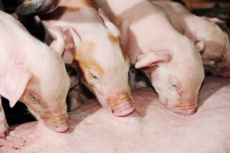 Porco Da Matriz Com Leitão Recém-nascidos Foto de Stock - Imagem de