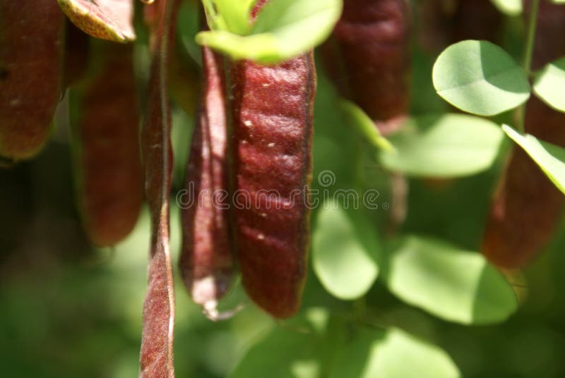 Black locust fruits, Robinia pseudoacacia, False acacia, deciduous tree with pinnate compound leaves with smooth oval leaflets, white flowers in drooping racemes and brown flattened pods. Black locust fruits, Robinia pseudoacacia, False acacia, deciduous tree with pinnate compound leaves with smooth oval leaflets, white flowers in drooping racemes and brown flattened pods.