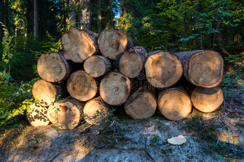 Os logs enormes do pinho fecham-se acima do tiro em Romênia fotos de stock Os logs enormes do pinho fecham-se acima do tiro em Romênia fotos de stock