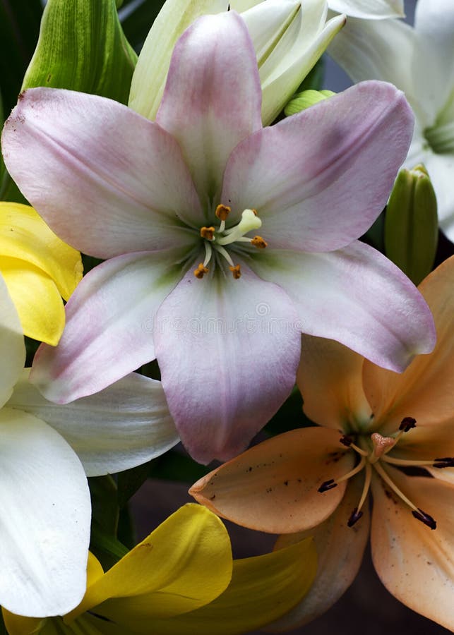 Cheerful Asiatic Lilies in softer tones of pink, peach, yellow and cream remind us that spring is just around the corner. Cheerful Asiatic Lilies in softer tones of pink, peach, yellow and cream remind us that spring is just around the corner.