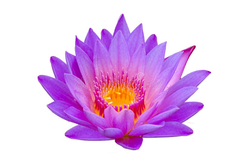 Os lótus roxos do isolado de Lotus floresceram belamente no pólen amarelo imagens de stock Os lótus roxos do isolado de Lotus floresceram belamente no pólen amarelo imagens de stock