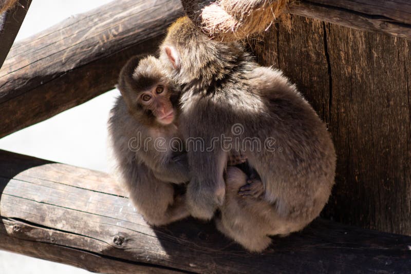 Os macacos de macaque japoneses do bebê que abraçam a mãe e as importunações sua língua para fora foto de stock Os macacos de macaque japoneses do bebê que abraçam a mãe e as importunações sua língua para fora foto de stock