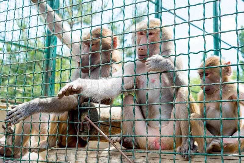 Macacos engraçados subespécie no zoológico