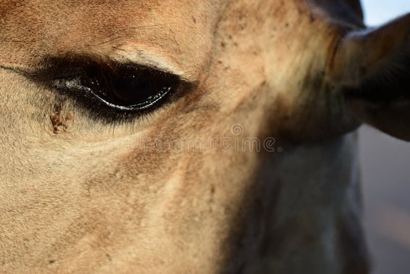 Os olhos do girafa próximo fotografia de stock royalty free