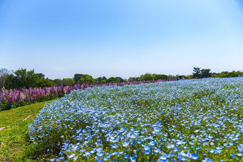 Os olhos do nemophila ou de azuis beb? da flor florescem o campo do tapete no parque de beira-mar de Uminonakamichi, Fukuoka, Kyu fotografia de stock royalty free Os olhos do nemophila ou de azuis beb? da flor florescem o campo do tapete no parque de beira-mar de Uminonakamichi, Fukuoka, Kyu fotografia de stock royalty free