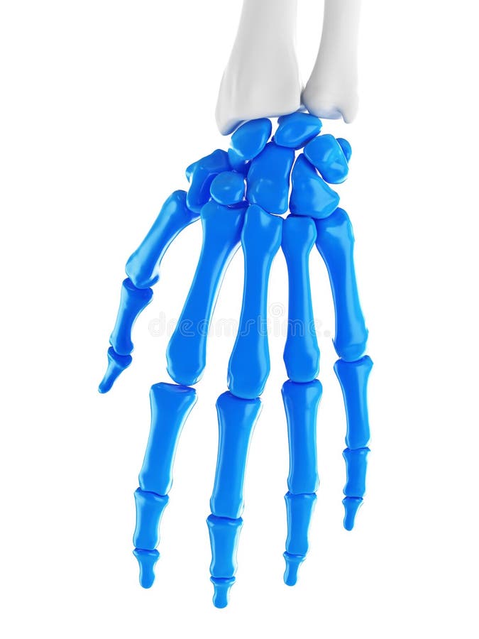 Os ossos da mão ilustração stock