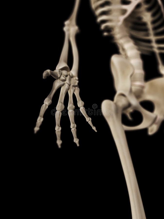 Os ossos da mão ilustração do vetor