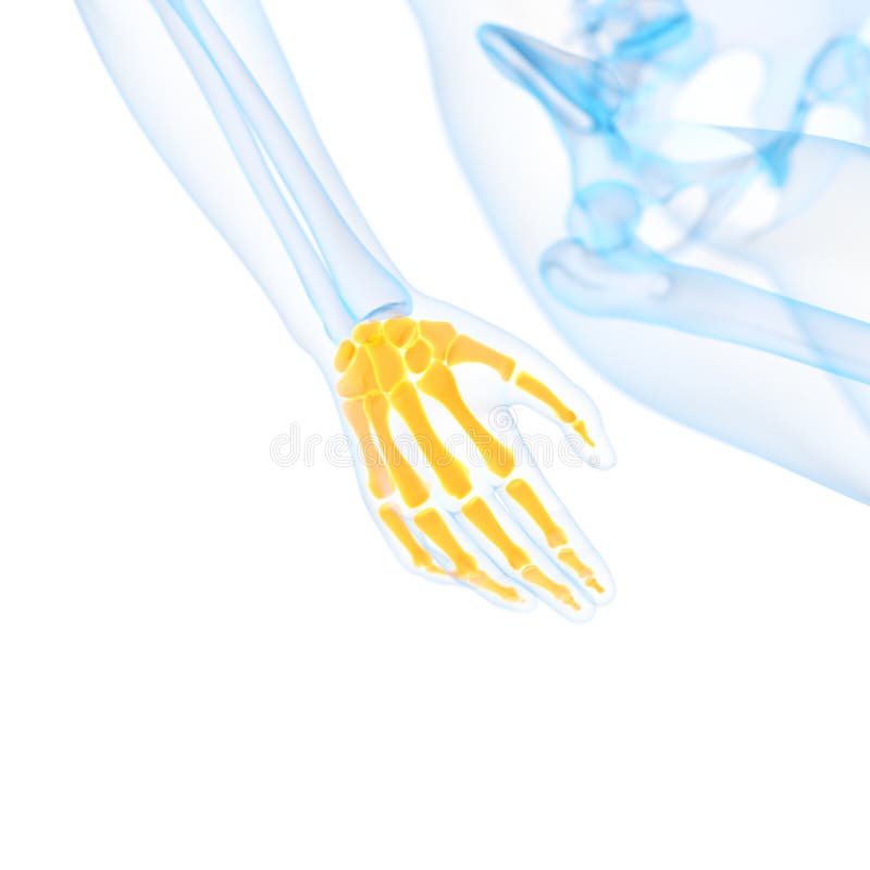 Os ossos da mão ilustração stock