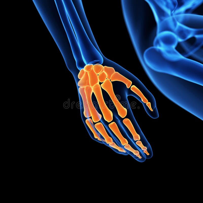 Medical 3d illustration of the hand bones. Medical 3d illustration of the hand bones