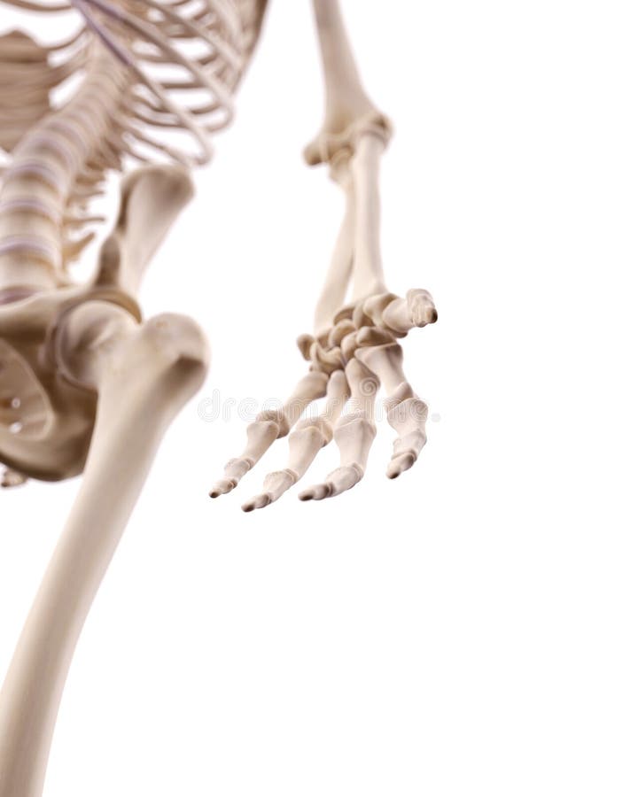 Os ossos da mão ilustração royalty free