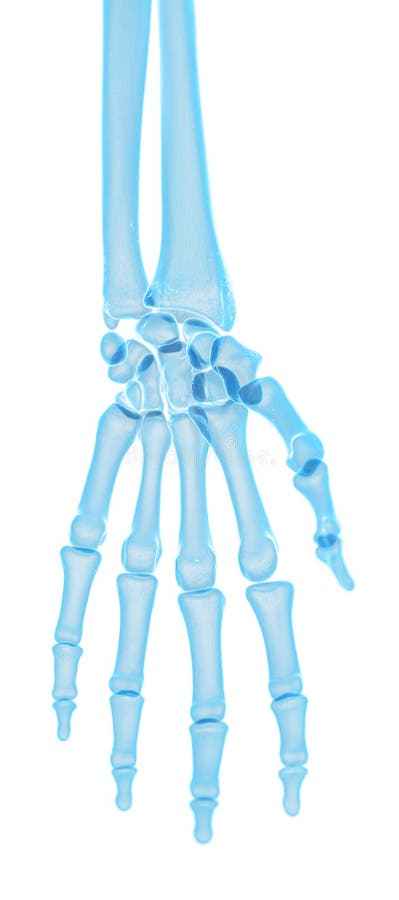 Os ossos da mão ilustração stock