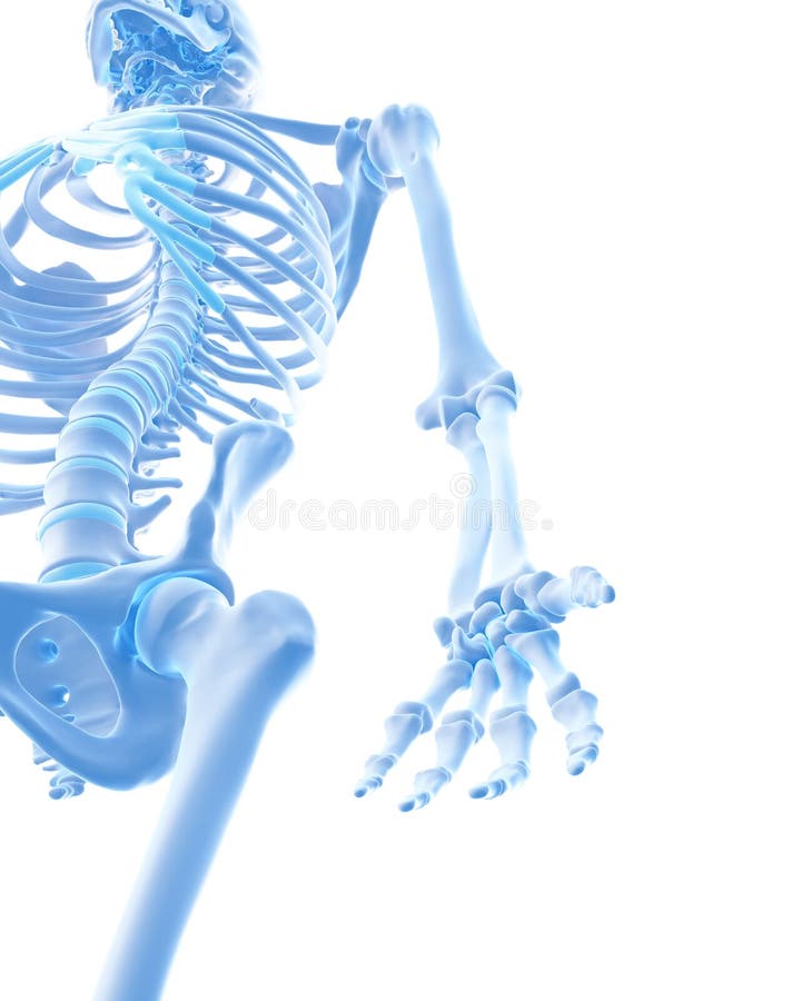 Os ossos da mão ilustração royalty free