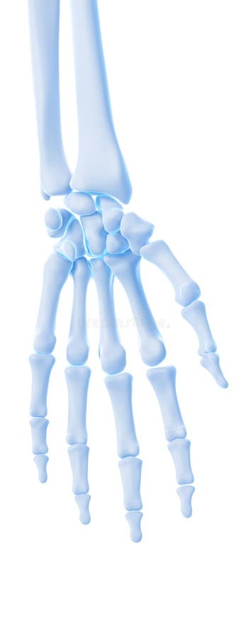 Os ossos da mão ilustração royalty free