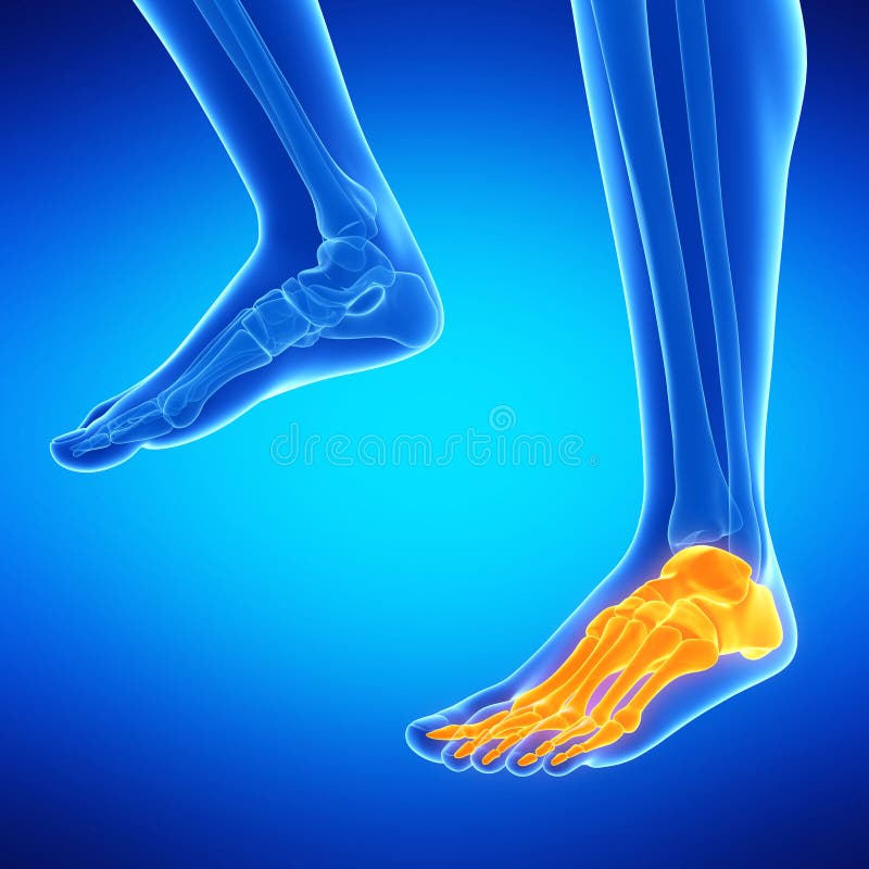 Medical illustration of the foot bones. Medical illustration of the foot bones