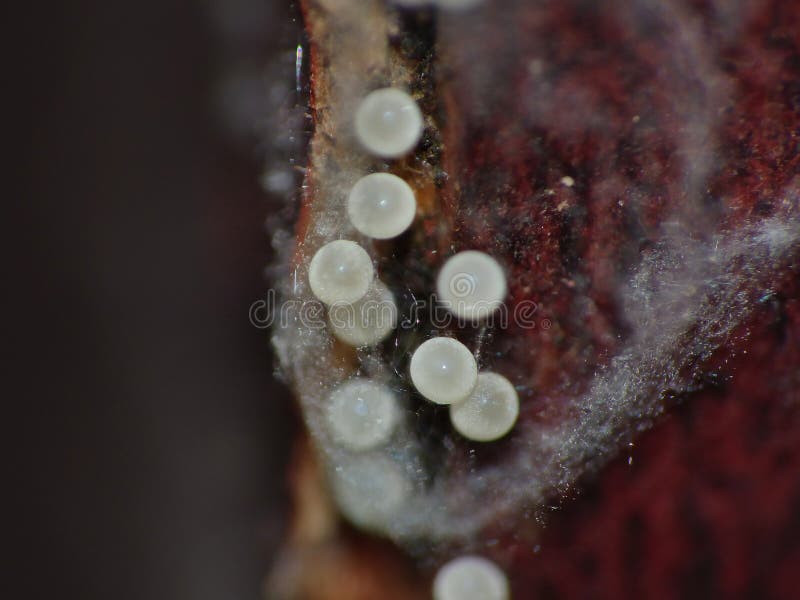 Ovos de aranha em close-up fotografia de stock