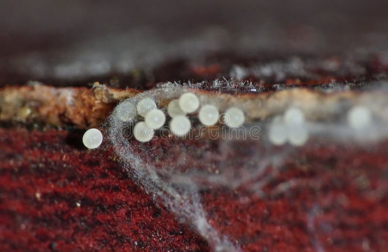 Os ovos da aranha fecham-se acima do tiro fotografia de stock royalty free