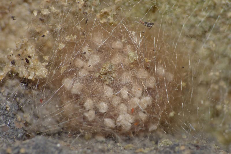Ovos de aranha em close-up imagens de stock royalty free