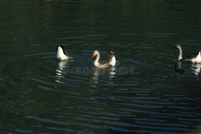 Os patos est?o refrescando-se em um rio imagens de stock royalty free Os patos est?o refrescando-se em um rio imagens de stock royalty free