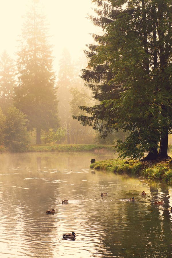 Ducks swim in the forest lake on a summer foggy morning. Ducks swim in the forest lake on a summer foggy morning.