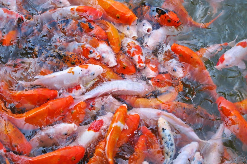 Os peixes da carpa de brocado competem para o alimento
