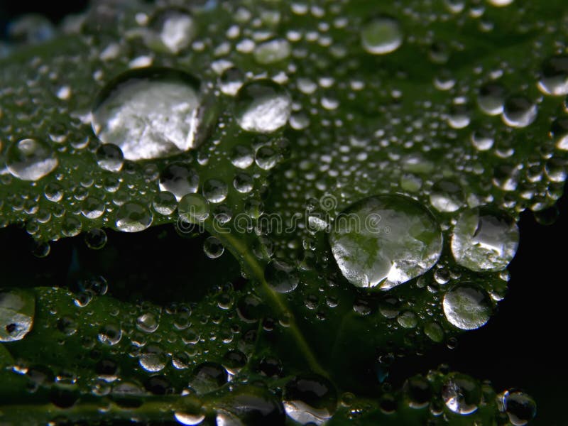 Download Os Pingos De Chuva Na Planta Esverdeiam A Folha Em Uma Imagem Preto E Branco Imagem de Stock - Imagem de beleza, crescimento: 80100571