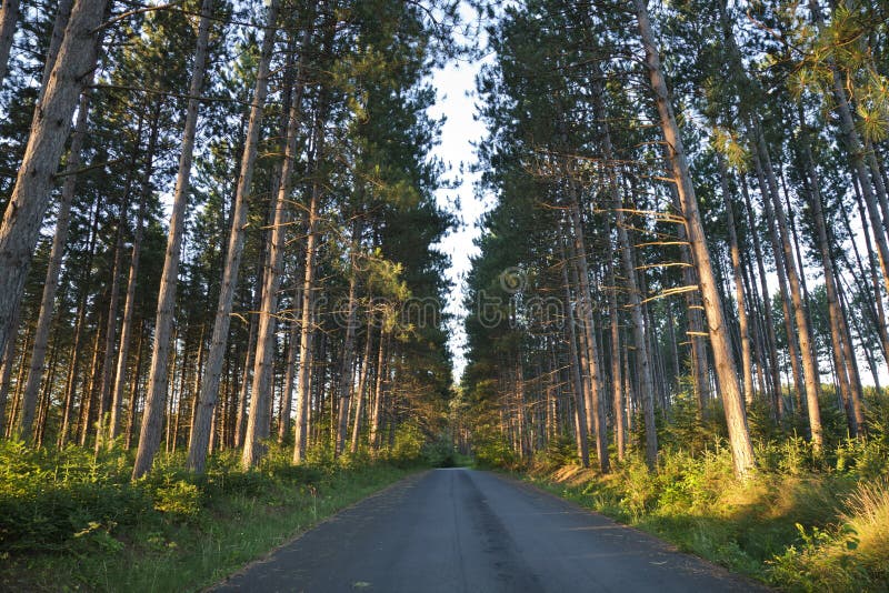 Os pinhos e a estrada altos no amanhecer iluminam-se em Minnesota do norte fotografia de stock Os pinhos e a estrada altos no amanhecer iluminam-se em Minnesota do norte fotografia de stock