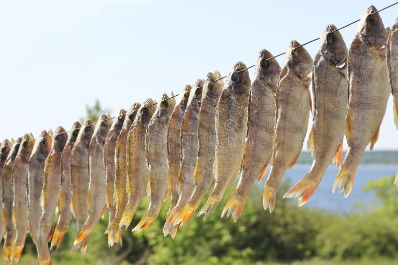 Peixe seco ao sol, peixe salgado para cerveja. peixe salgado ou stockfish