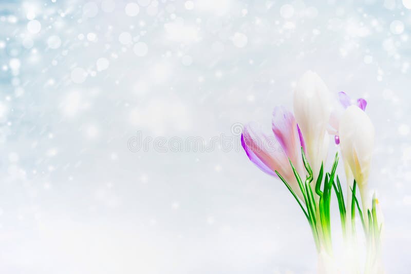 Os primeiros açafrões florescem no fundo claro com a neve tirada, vista lateral imagens de stock Os primeiros açafrões florescem no fundo claro com a neve tirada, vista lateral imagens de stock