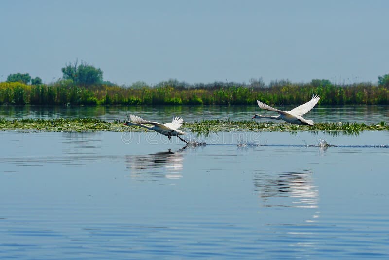Os p?ssaros da cisne aumentam na asa fotos de stock Os p?ssaros da cisne aumentam na asa fotos de stock