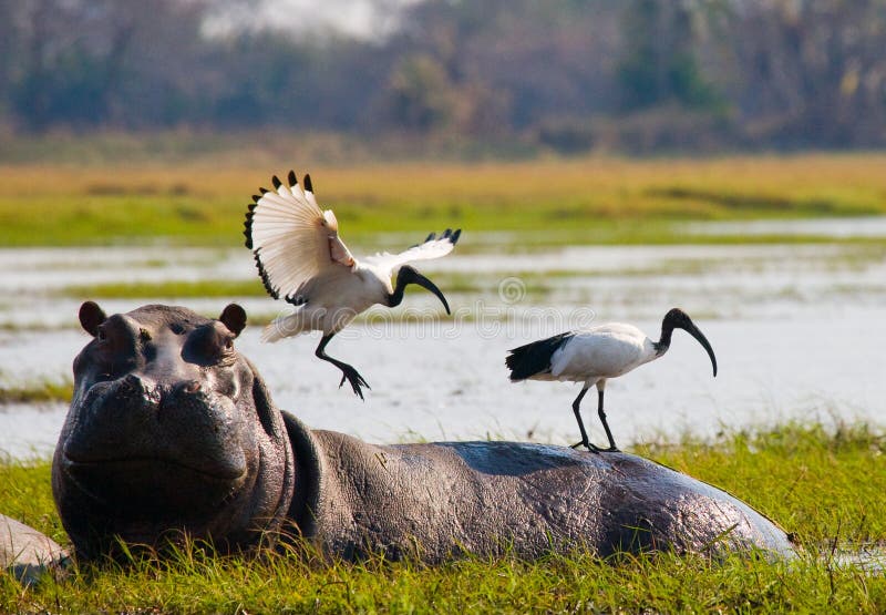 Os pássaros estão sentando-se na parte de trás de um hipopótamo botswana Delta de Okavango fotos de stock Os pássaros estão sentando-se na parte de trás de um hipopótamo botswana Delta de Okavango fotos de stock