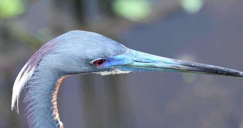 Os pássaros pequenos da garça-real azul dirigem florida EUA