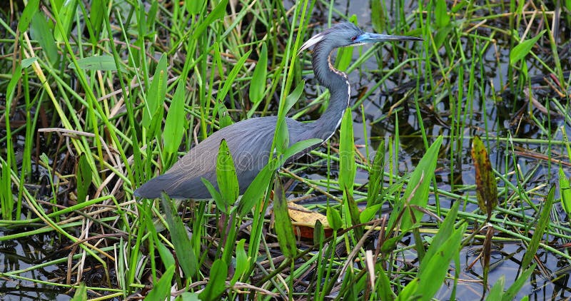 Os pássaros pequenos da garça-real azul dirigem florida EUA