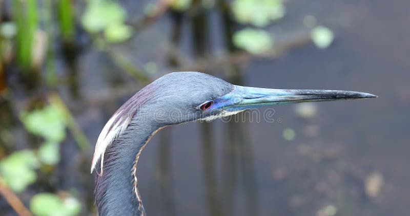 Os pássaros pequenos da garça-real azul dirigem florida EUA