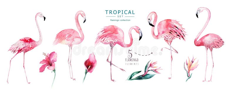 Os pássaros tropicais tirados mão da aquarela ajustaram-se do flamingo Ilustrações cor-de-rosa exóticas do pássaro, árvore da sel ilustração royalty free Os pássaros tropicais tirados mão da aquarela ajustaram-se do flamingo Ilustrações cor-de-rosa exóticas do pássaro, árvore da sel ilustração royalty free