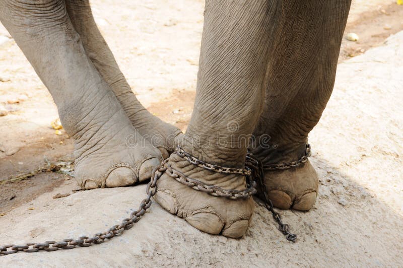 Os pés do elefante sejam acorrentados, liberdade imagens de stock Os pés do elefante sejam acorrentados, liberdade imagens de stock