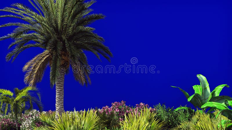 The branches of palm tree and Tropical plant in the wind on blue screen. The branches of palm tree and Tropical plant in the wind on blue screen.