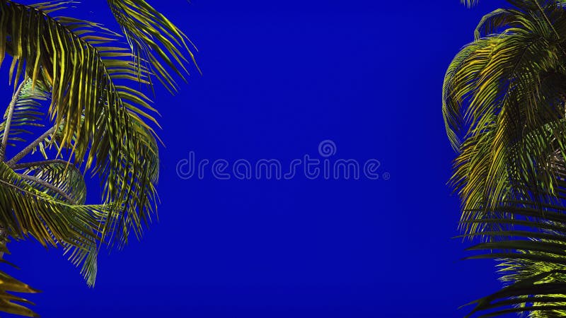 The branches of palm tree in the wind on blue screen. The branches of palm tree in the wind on blue screen.