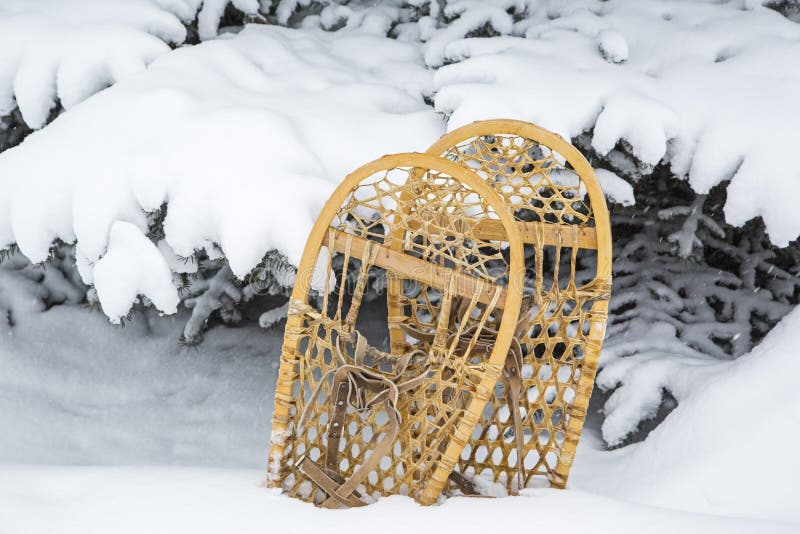 The old wooden pair of vintage bearpaw snowshoe snow shoes snowshoes winter skis for skiing snowshoeing sport with leather bindings rest in the white spruce tree. The old wooden pair of vintage bearpaw snowshoe snow shoes snowshoes winter skis for skiing snowshoeing sport with leather bindings rest in the white spruce tree.