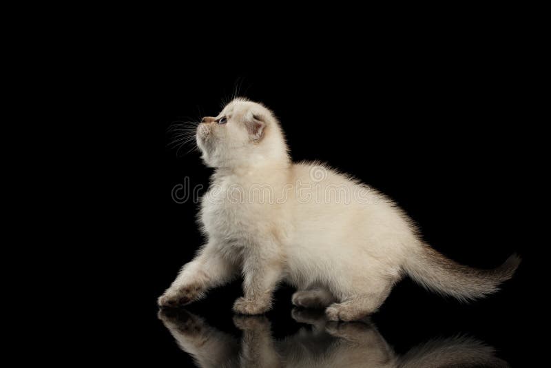 Os Scottish brancos bonitos dobram Kitten Walking, preto isolado da vista lateral fotografia de stock Os Scottish brancos bonitos dobram Kitten Walking, preto isolado da vista lateral fotografia de stock