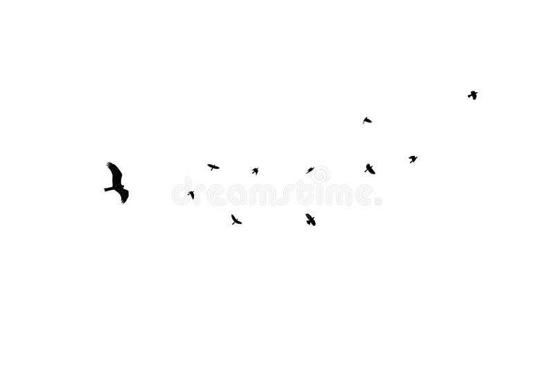 Os tamanhos diferentes dos pássaros isolados, reunem o corvo preto fotografia de stock royalty free Os tamanhos diferentes dos pássaros isolados, reunem o corvo preto fotografia de stock royalty free