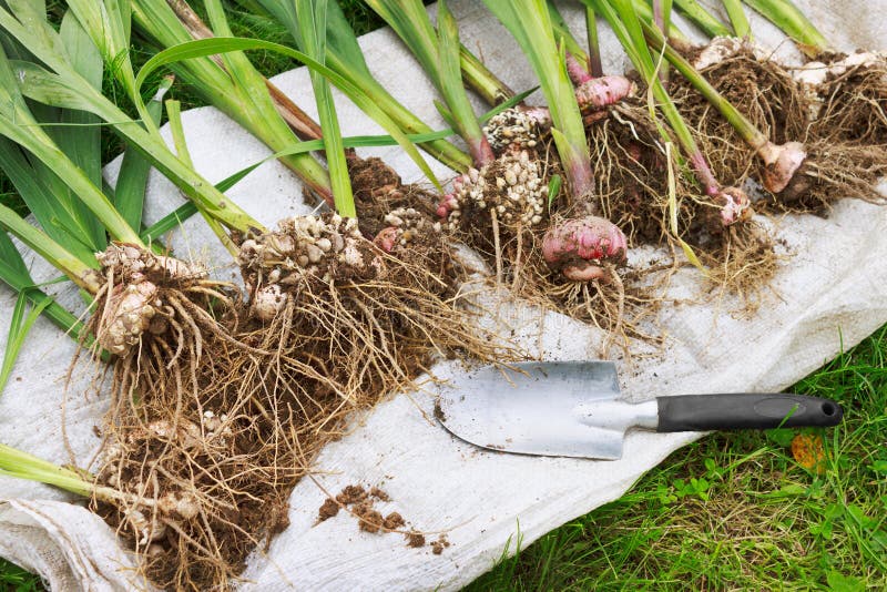 Os tipos de flor escavaram para põr no armazenamento foto de stock Os tipos de flor escavaram para põr no armazenamento foto de stock