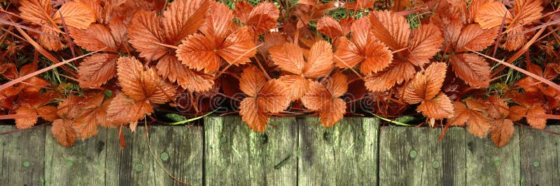 Os tiros e as folhas novos de arbustos de morango brilhantes sem bagas crescem perto da passagem de madeira imagem de stock Os tiros e as folhas novos de arbustos de morango brilhantes sem bagas crescem perto da passagem de madeira imagem de stock