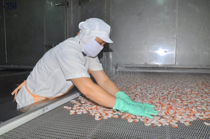 NHA TRANG, VIETNAM - MARCH 5, 2012: Workers are arranging shrimps in a line to the freezing machine in a seafood factory in Vietnam. NHA TRANG, VIETNAM - MARCH 5, 2012: Workers are arranging shrimps in a line to the freezing machine in a seafood factory in Vietnam