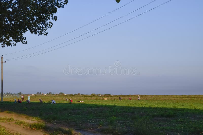 Os trabalhadores na plantação retiram manualmente as ervas daninhas Trabalhadores no funcionamento do campo fotos de stock Os trabalhadores na plantação retiram manualmente as ervas daninhas Trabalhadores no funcionamento do campo fotos de stock