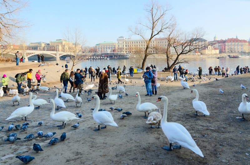 Os turistas alimentam cisnes no banco do rio de Vltava na ilha de Kampa, Praga, República Checa foto de stock Os turistas alimentam cisnes no banco do rio de Vltava na ilha de Kampa, Praga, República Checa foto de stock