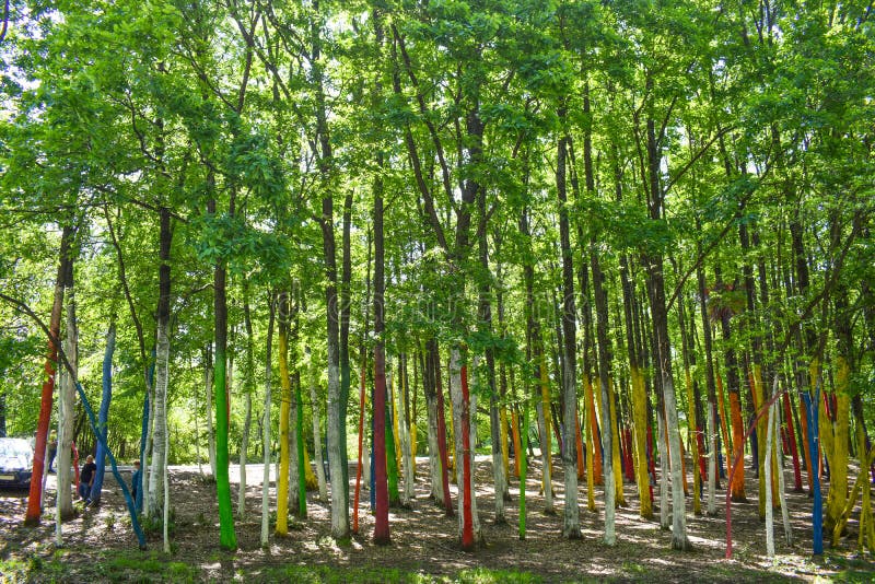 Os turistas vêm à floresta ou ao Padurea colorido Colorata Poienari, o TB0 0N Condado de Gorj, Romênia - 19 05 2019 3 imagens de stock royalty free Os turistas vêm à floresta ou ao Padurea colorido Colorata Poienari, o TB0 0N Condado de Gorj, Romênia - 19 05 2019 3 imagens de stock royalty free
