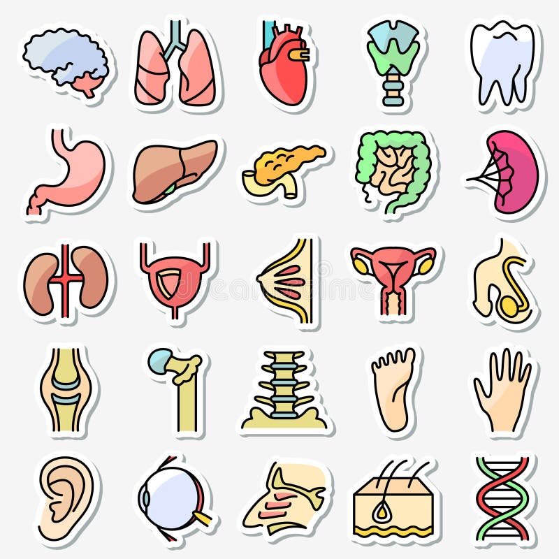 Human anatomy and organs icons set Vector colorful thin simply line medicine pictogram. The sensory organs, urinary and reproductive system, internal organs and osteochondral unit. Human anatomy and organs icons set Vector colorful thin simply line medicine pictogram. The sensory organs, urinary and reproductive system, internal organs and osteochondral unit