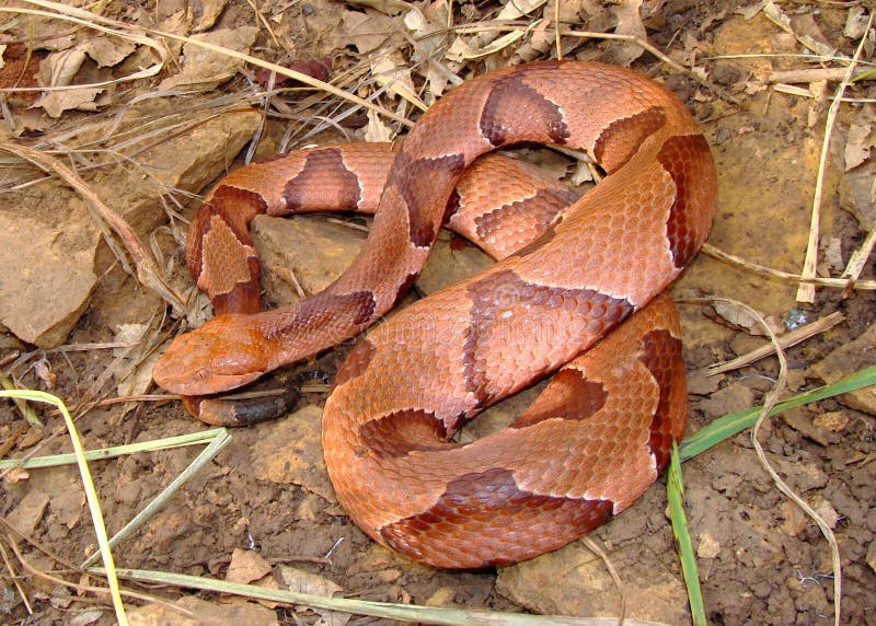 Osage Copperhead Snake coiled