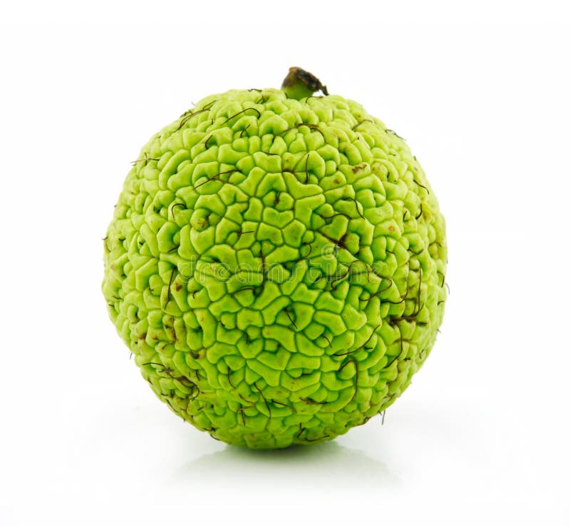 Osage Orange (Maclura) Isolated on White