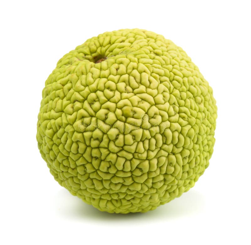 Osage orange